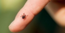 Cum poți să te ferești de căpușe. Sfaturi și trucuri utile dacă mergi la iarbă verde